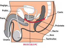 Diagrama M�sculo PC pubococcigeo
