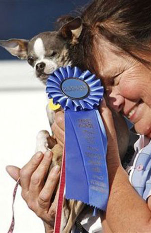 El Perro M�s Feo del Mundo, perrita chihuahue�a