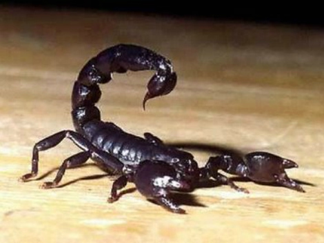 EU APRUEBA ANT�DOTO MEXICANO CONTRA ALACR�N
