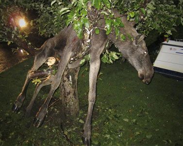 ALCE BORRACHO QUEDA ATORADO EN UN MANZANO