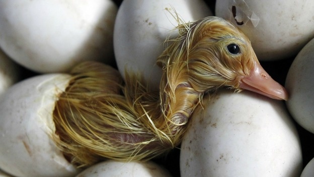 SACRIFICAN AVES Y DESTRUYEN HUEVOS POR GRIPE AVIAR EN INDIA