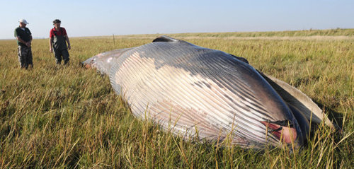 HALLAN UNA BALLENA MUERTA A 800 METROS DEL MAR