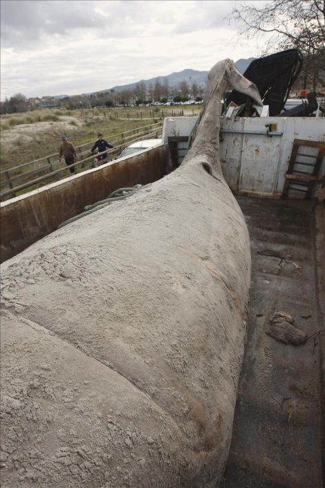 HALLAN MUERTA UNA BALLENA DE SIETE METROS DE LONGITUD