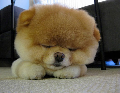 EL CACHORRO QUE SUPERA A LOS FAMOSOS EN INTERNET