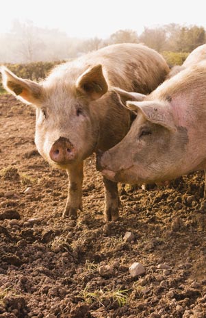 CERDO MATA A SU DUE�O POR IMPEDIRLE APAREARSE