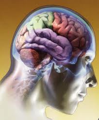ZONAS DEL CEREBRO DONDE SE DESARROLLAN LAS ADICCIONES