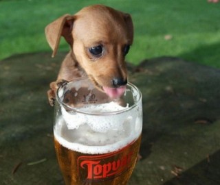 B�LGICA: ABREN PRIMER BAR PARA PERROS. CERVEZAS CON SABOR A HUESOS