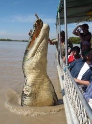 COCODRILO GIGANTE 'BRUTUS' ES FUROR EN INTERNET-VIDEO+FOTOS