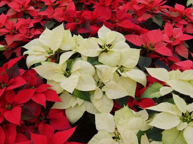 C�MO CUIDAR LAS FLORES DE NOCHEBUENA