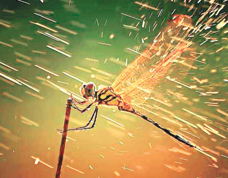 LA FOTO DEL A�O SEG�N NATGEO
