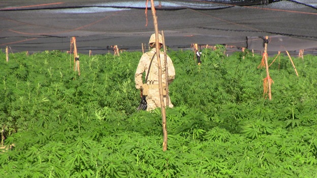 EJ�RCITO DECOMISA 120 HECT�REAS DE DROGA EN TIJUANA