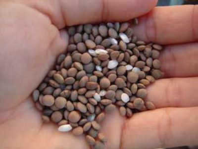RITUALES INFALIBLES PARA RECIBIR EL A�O NUEVO