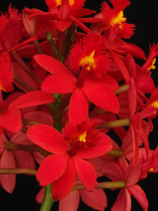 �CU�L ES LA FLOR MAS HERMOSA DEL MUNDO?
