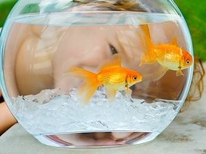 LOS PECES SE VUELVEN AGRESIVOS EN ACUARIOS PEQUE�OS