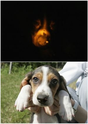 SURCOREANOS CREAN PERRO FLUORESCENTE