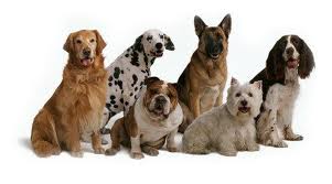 CÓMO NOS MEJORAN LA SALUD LAS MASCOTAS