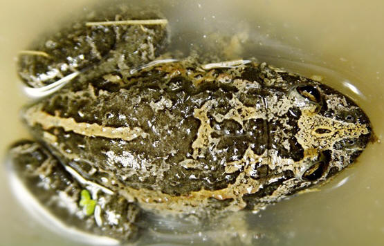 ESPECIE DE RANA SE CRE�A EXTINTA REAPARECE