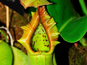 PLANTA COME RATAS Y RATONES