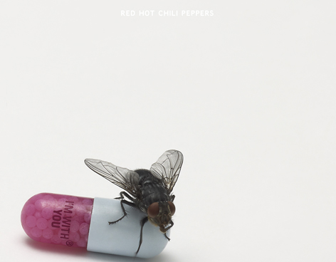 A LA VENTA 'I'M WITH YOU' LO �LTIMO DE RED HOT CHILI PEPPERS