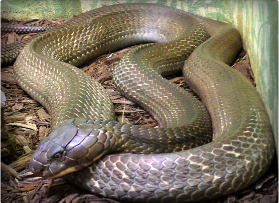 AGAVE ACT�A CONTRA MORDEDURA DE SERPIENTE