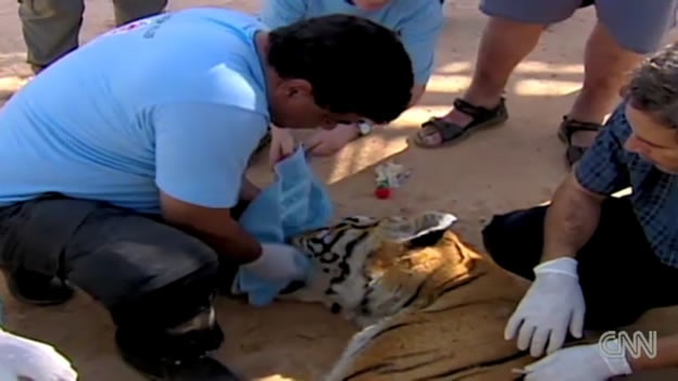 ANIMALES DE LIBIA AGONIZAN DEBIDO A LA GUERRA