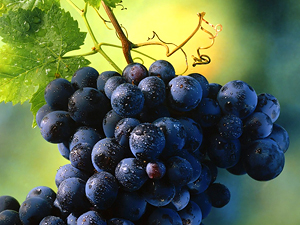 CÓMO CULTIVAR LA UVA PERFECTA