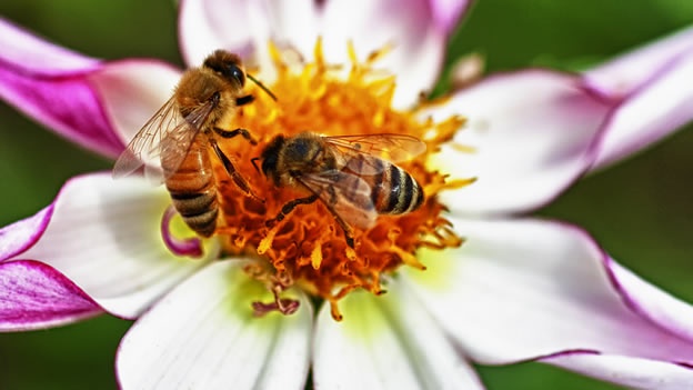 EL CAMBIO CLIM�TICO ACABA CON LAS ABEJAS DE INGLATERRA