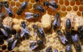 QU� HACER PARA EVITAR ATAQUES DE ABEJAS EN �POCA DE CALOR