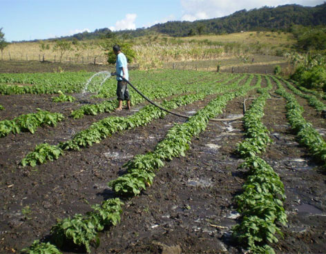 AM�RICA LATINA MAYOR PROVEEDOR MUNDIAL DE ALIMENTOS