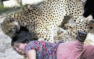 MUJER FINGE SU MUERTE AL SER ATACADA POR GUEPARDOS - FOTOS