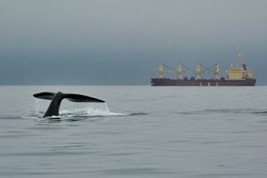 EL RUIDO DE LOS BARCOS PROVOCA ESTR�S A LAS BALLENAS