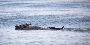 RESCATAN A UN CABALLO EN MEDIO DEL OC�ANO