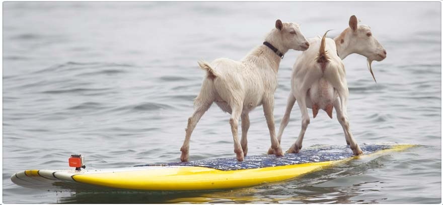 FOTOS: CABRAS SURFISTAS LA SENSACI�N DEL MOMENTO