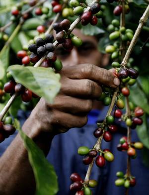 EL CAF� VERDE ALIADO PARA PERDER PESO