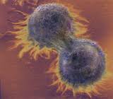 C�MO SE FORMA UN TUMOR