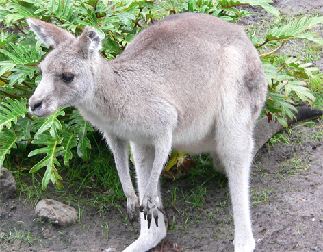 CANGURO SE FUGA DE UN PARQUE CON AYUDA DE UN ZORRO Y UN JABAL�