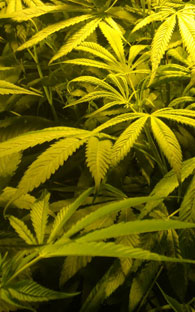 DECOMISAN M�QUINA EXPENDEDORA DE MARIGUANA