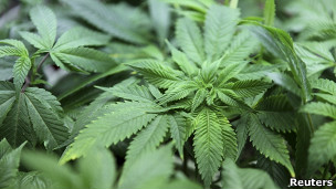 C�MO PERJUDICA LA MEMORIA LA MARIHUANA