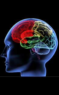 EL LUGAR EXACTO DEL CEREBRO DONDE NACE EL AMOR