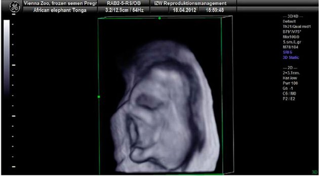 INCRE�BLE ECOGRAF�A DE ELEFANTA INSEMINADA