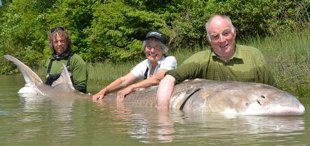 FOTOS: PESCAN ESTURI�N GIGANTE DE 500 KILOS