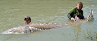 FOTOS: PESCAN ESTURI�N GIGANTE DE 500 KILOS