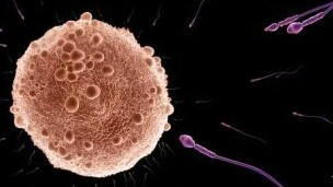 CONGELAR EL TEJIDO DE OVARIOS RETRASA LA MENOPAUSIA