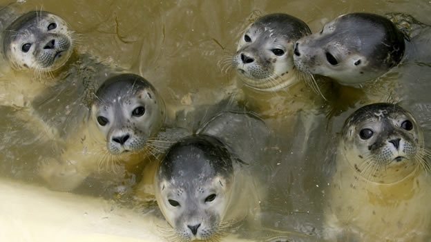 GRIPE AVIAR MATA CENTENAR DE FOCAS BEBE EN EU
