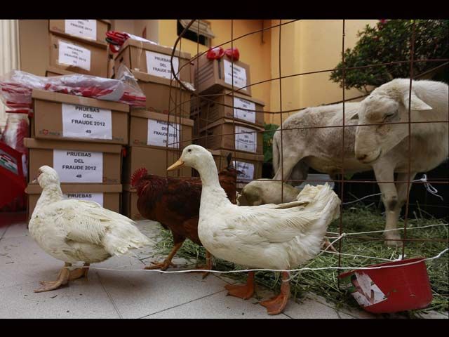 VIDEO: LAS PRUEBAS ANIMALES DE AMLO SOBRE EL FRAUDE ELECTORAL