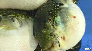 C�MO SE PREPARA EL FUGU - COMER PEZ GLOBO