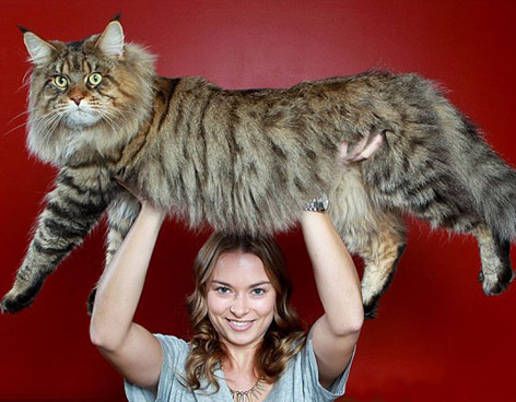 �CU�NTO PESA EL GATO MAS GORDO DEL MUNDO?