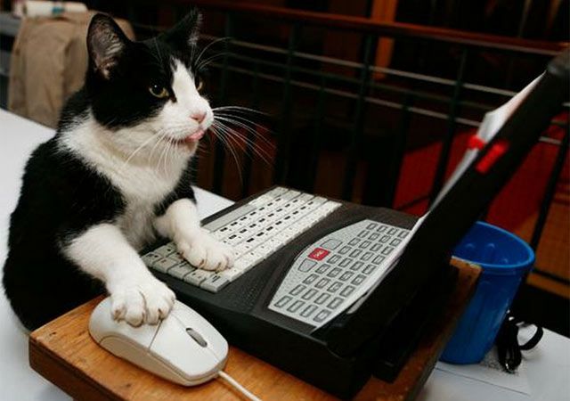 MASCOTAS QUE TIENEN PERFIL EN REDES SOCIALES