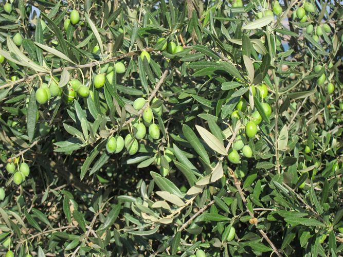 USOS TERAP�UTICOS DE LAS HOJAS DE OLIVO