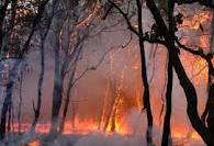 ORIGEN DEL INCENDIO EN LA PRIMAVERA